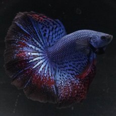 画像9: ワイルドハイブリッド　ハーフムーン (9)