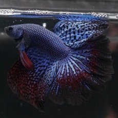 画像8: ワイルドハイブリッド　ハーフムーン (8)