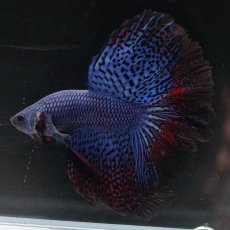 画像6: ワイルドハイブリッド　ハーフムーン (6)