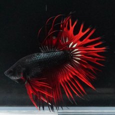 画像15: KCT　レッドカッパー (15)