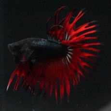 画像14: KCT　レッドカッパー (14)