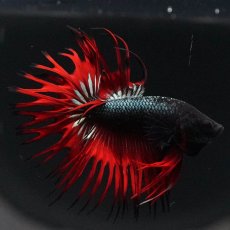 画像12: KCT　レッドカッパー (12)