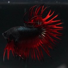 画像2: KCT　レッドカッパー (2)