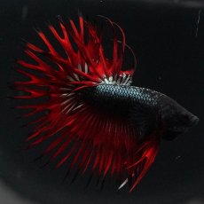 画像10: KCT　レッドカッパー (10)