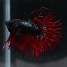 画像13: KCT　レッドカッパー (13)