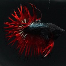 画像1: KCT　レッドカッパー (1)