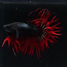 画像11: KCT　レッドカッパー (11)