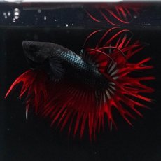 画像9: KCT　レッドカッパー (9)