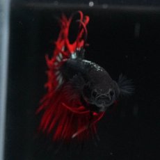 画像4: KCT　レッドカッパー (4)