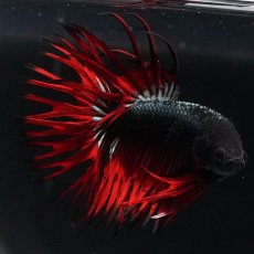 画像8: KCT　レッドカッパー (8)