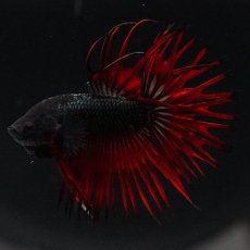 画像7: KCT　レッドカッパー (7)