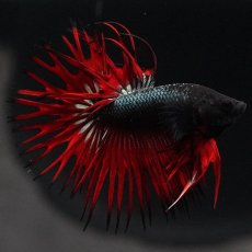 画像6: KCT　レッドカッパー (6)