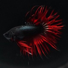 画像5: KCT　レッドカッパー (5)