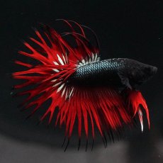 画像3: KCT　レッドカッパー (3)