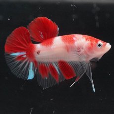 画像9: HMPK 紅白 (9)