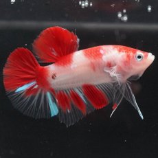 画像8: HMPK 紅白 (8)