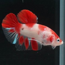 画像5: HMPK 紅白 (5)