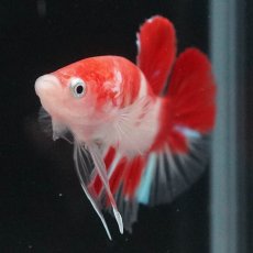 画像4: HMPK 紅白 (4)