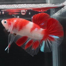 画像7: HMPK 紅白 (7)