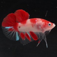 画像1: HMPK 紅白 (1)