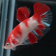 画像6: HMPK 紅白 (6)