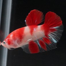 画像3: HMPK 紅白 (3)