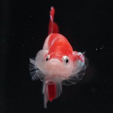 画像2: HMPK 紅白 (2)