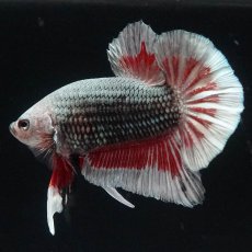 画像1: HMPK　レッドカッパー　変わり柄 (1)