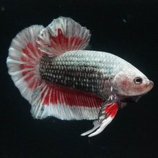 画像4: HMPK　レッドカッパー　変わり柄 (4)