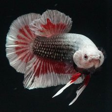 画像2: HMPK　レッドカッパー　変わり柄 (2)