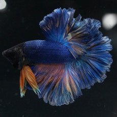 画像12: HM　マスタードガス　ローズテール (12)