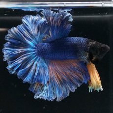 画像6: HM　マスタードガス　ローズテール (6)