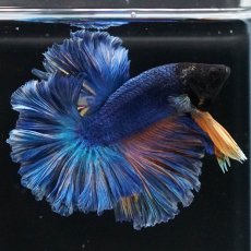 画像1: HM　マスタードガス　ローズテール (1)