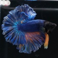 画像10: HM　マスタードガス　ローズテール (10)