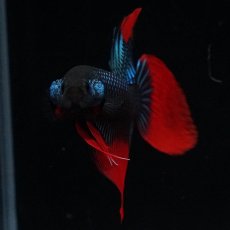 画像3: ワイルドハイブリッド (3)