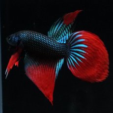 画像6: ワイルドハイブリッド (6)