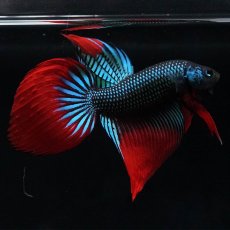 画像4: ワイルドハイブリッド (4)