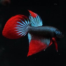 画像1: ワイルドハイブリッド (1)