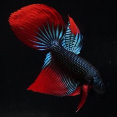 画像5: ワイルドハイブリッド (5)