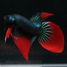 画像2: ワイルドハイブリッド (2)