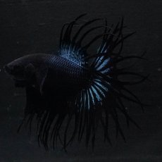 画像10: KCT　ブラックオーキッド (10)