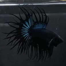 画像3: KCT　ブラックオーキッド (3)