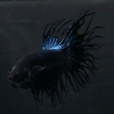 画像8: KCT　ブラックオーキッド (8)