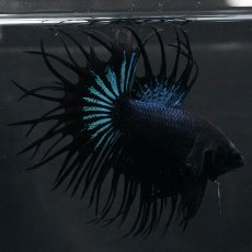 画像9: KCT　ブラックオーキッド (9)