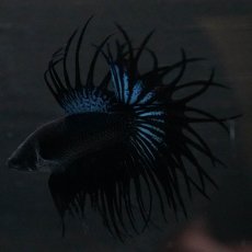 画像6: KCT　ブラックオーキッド (6)