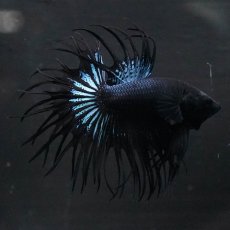 画像7: KCT　ブラックオーキッド (7)