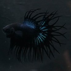 画像2: KCT　ブラックオーキッド (2)