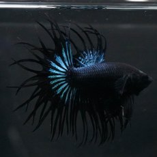 画像5: KCT　ブラックオーキッド (5)