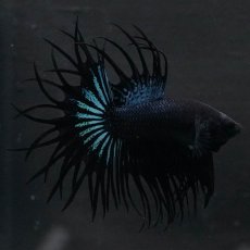 画像1: KCT　ブラックオーキッド (1)