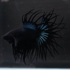 画像4: KCT　ブラックオーキッド (4)